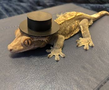 lizard wearing the hat