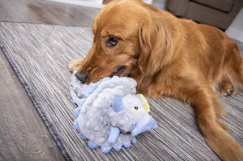 a golden retriever chewing on a dinosaur shaped plush toy