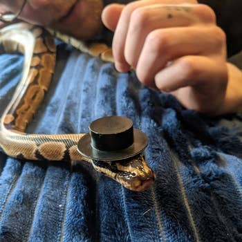 ball python wearing the black top hat