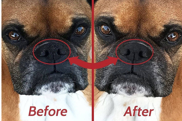 Before of a boxer with a dried nose and the same dog after the balm has been applied and their nose looks moisturized