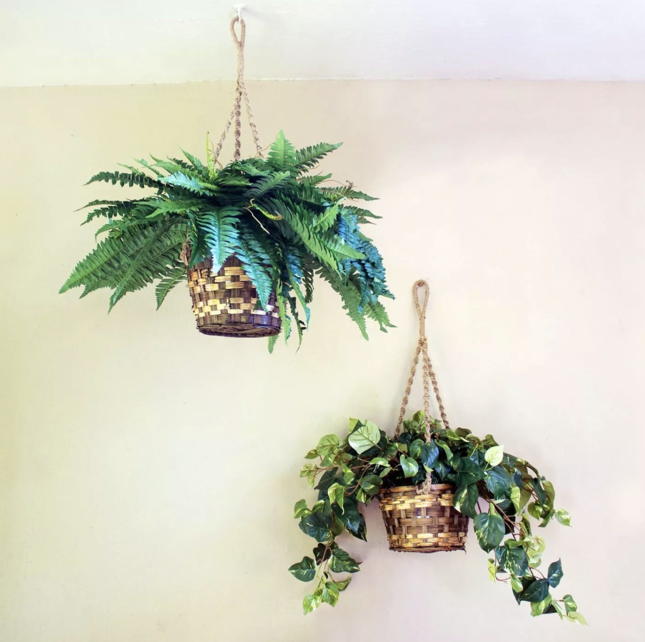 Hanging plants