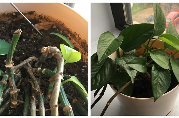 一个评论家的前后对比展示了一株棕色小叶子的常青藤植物的特写,然后是同样的常青藤看起来更丰满更绿