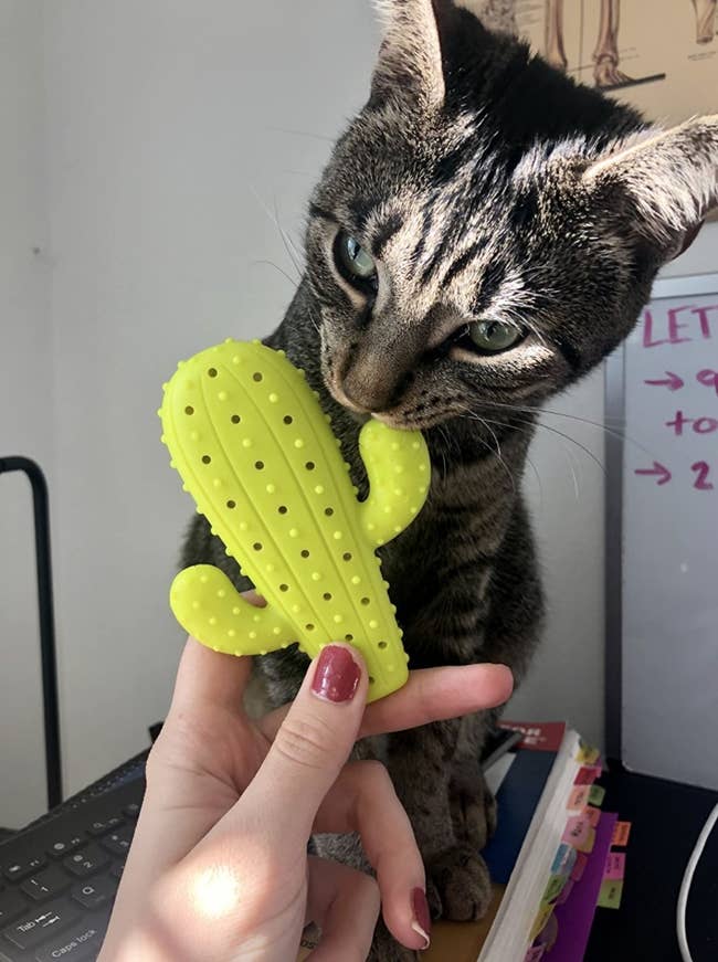 The reviewer's photo of their cat with the cactus toy