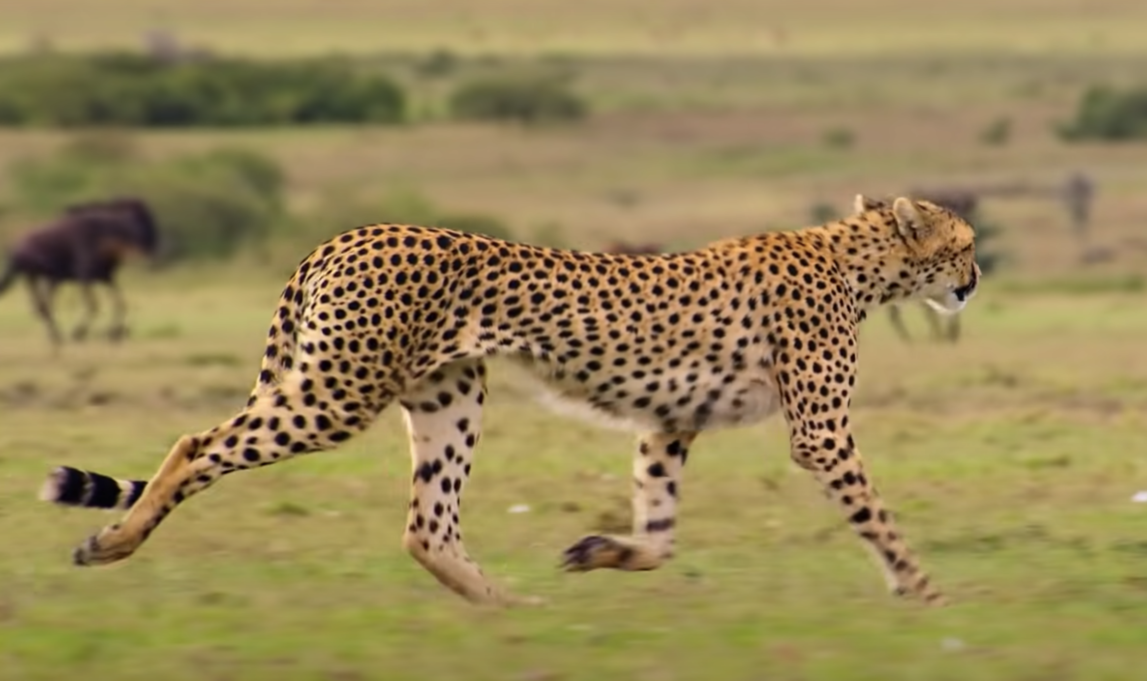 A cheetah roaming the fields in Africa