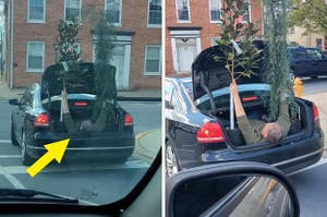 一个人在汽车敞开的后备箱里举着两棵小树