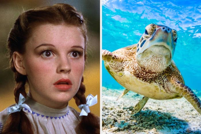 Dorothy from The Wizard of Oz and a sea turtle