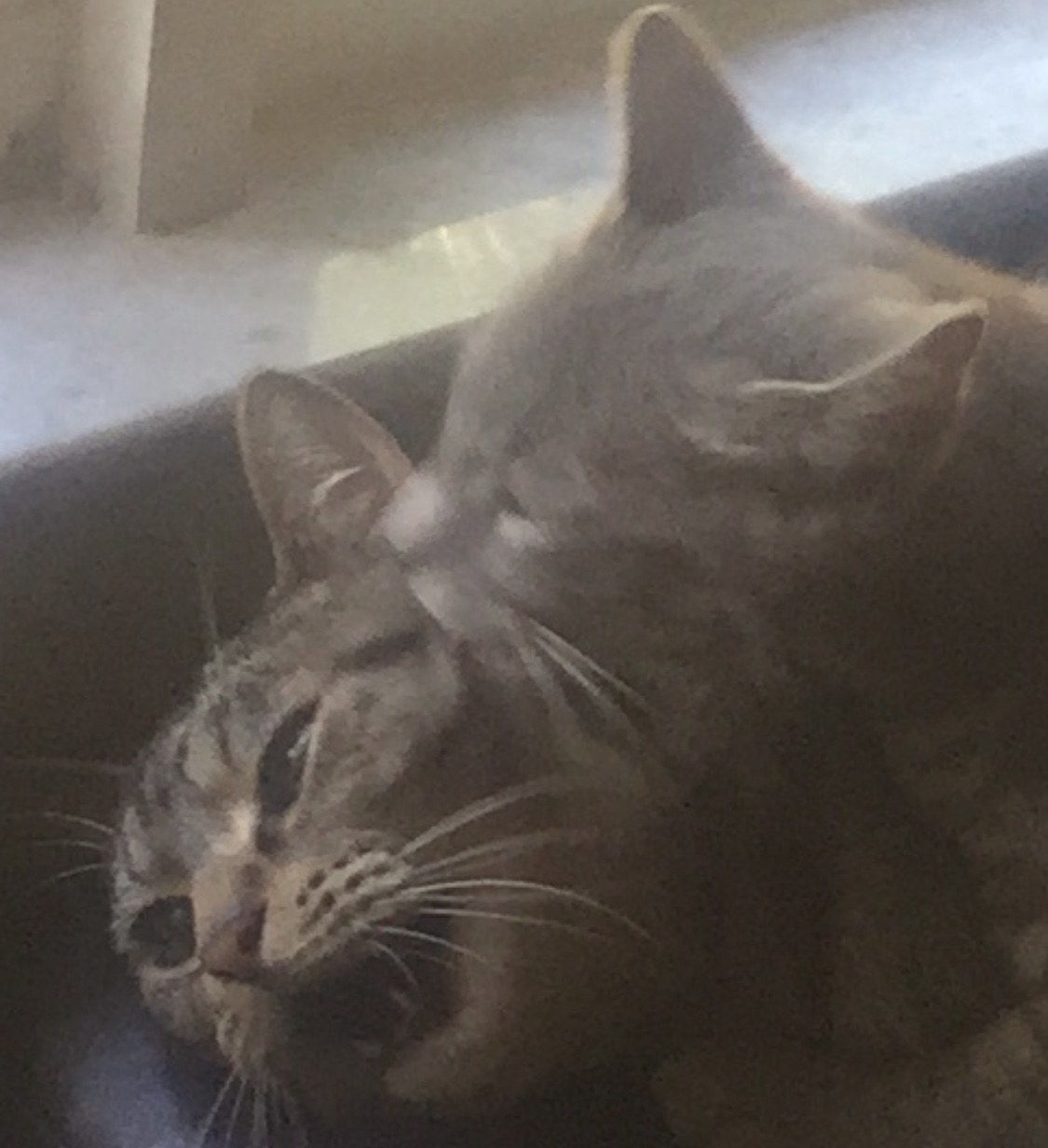 Kitten licking another cat&#x27;s face