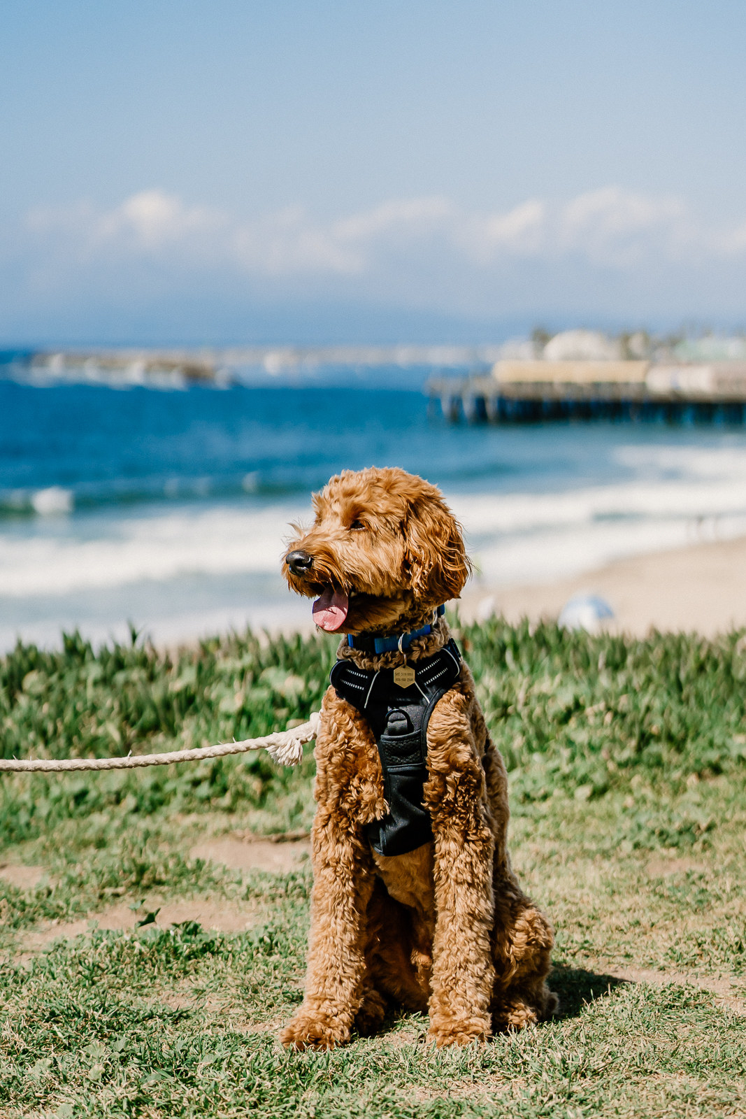 Rush sitting on the beach like a very good boy