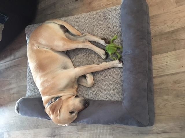 Review photo of dog enjoying the orthopedic pet bed