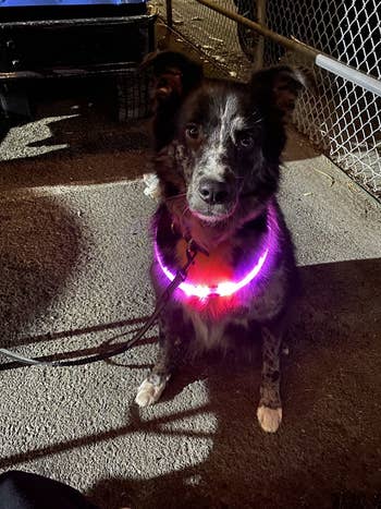 a reviewer's dog with a pink glowing collar