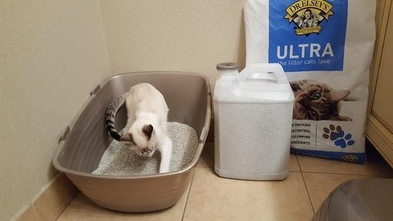Reviewer&#x27;s cat in their litter box