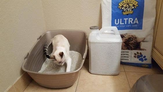 Reviewer's cat in their litter box