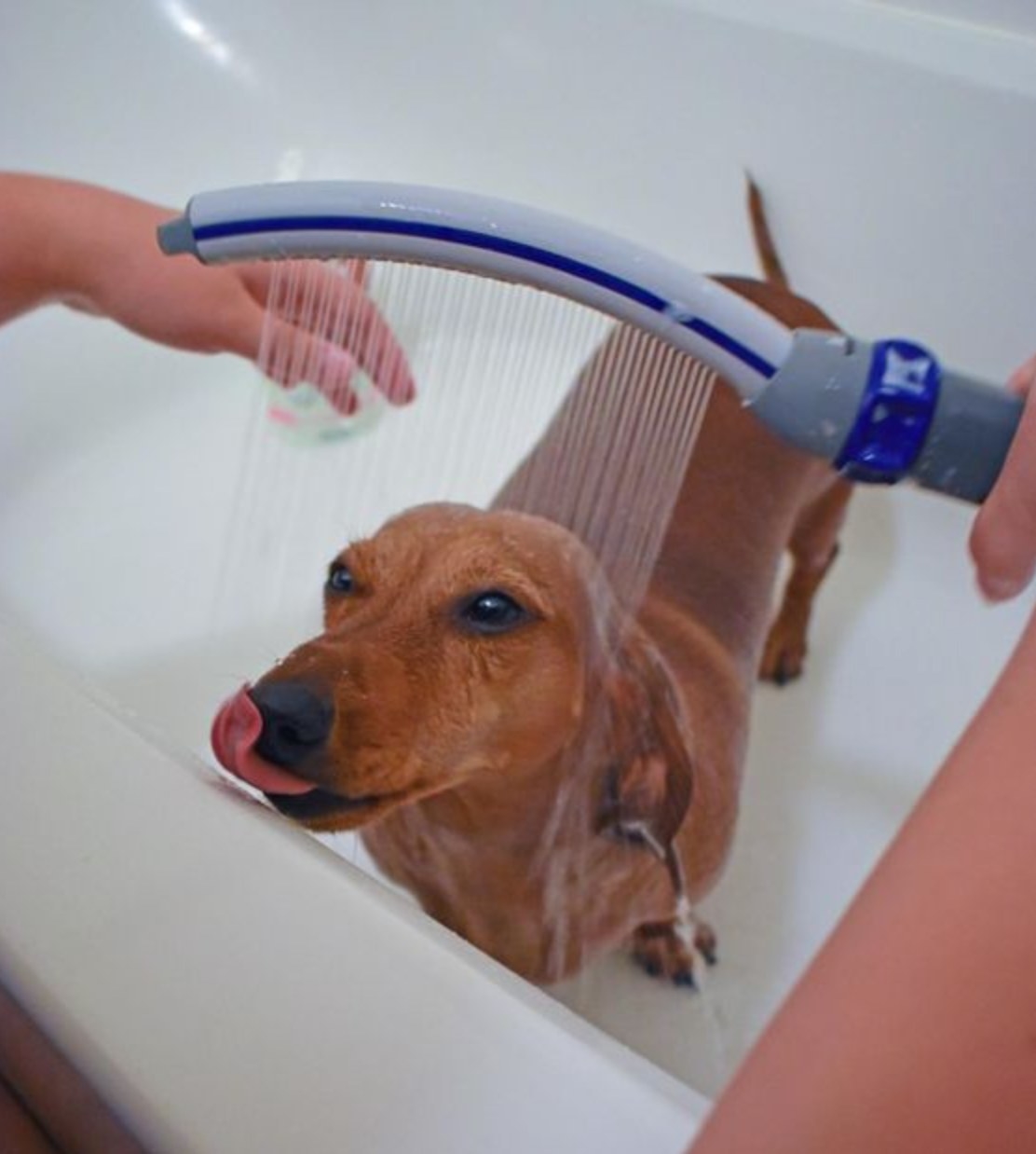 A reviewer&#x27;s dog being washed by the shower sprayer