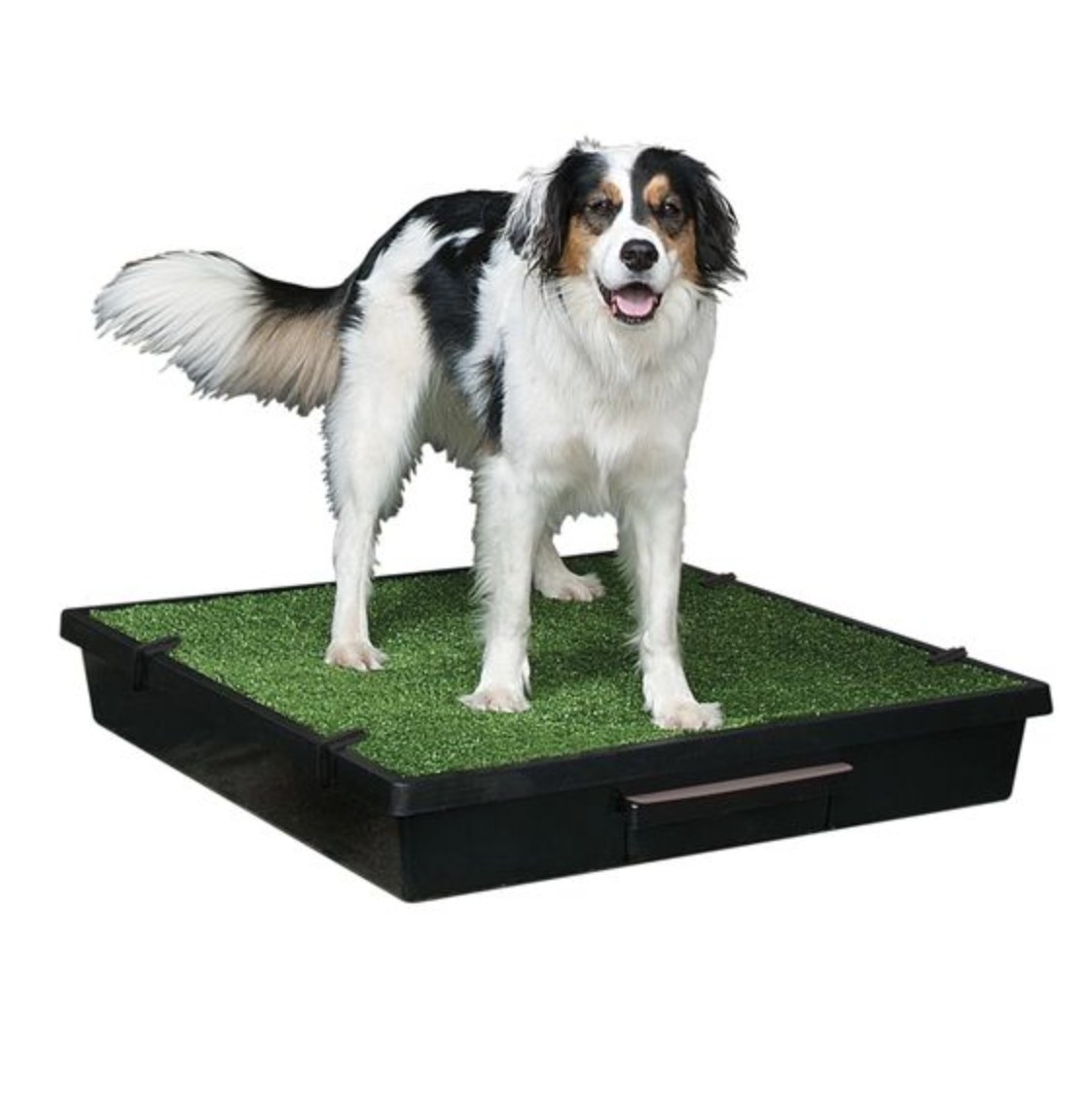 A dog on the faux grass indoor pet loo