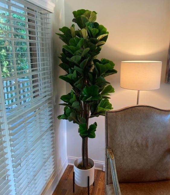 Reviewer&#x27;s picture of the tall fig tree