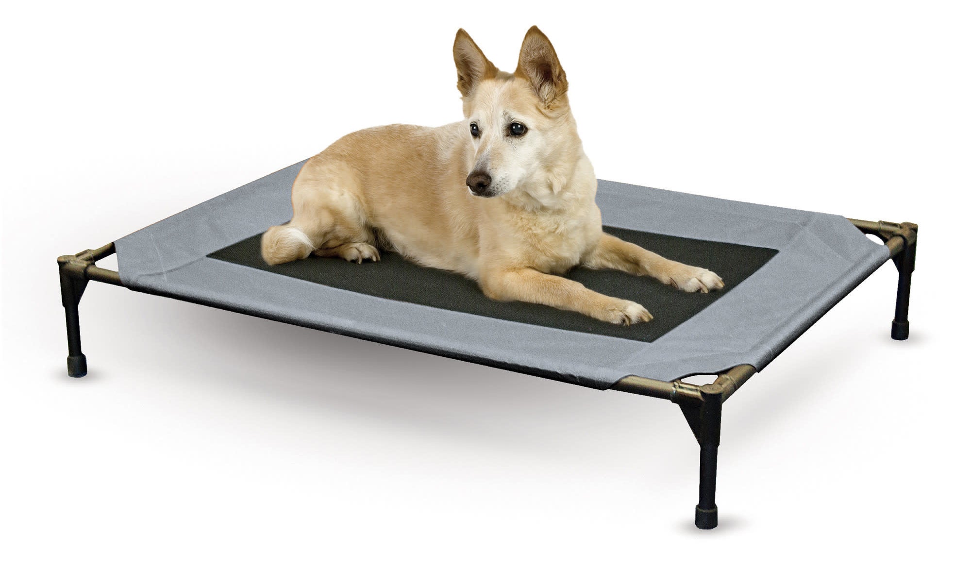 a medium-sized dog on top of the blue and black cot