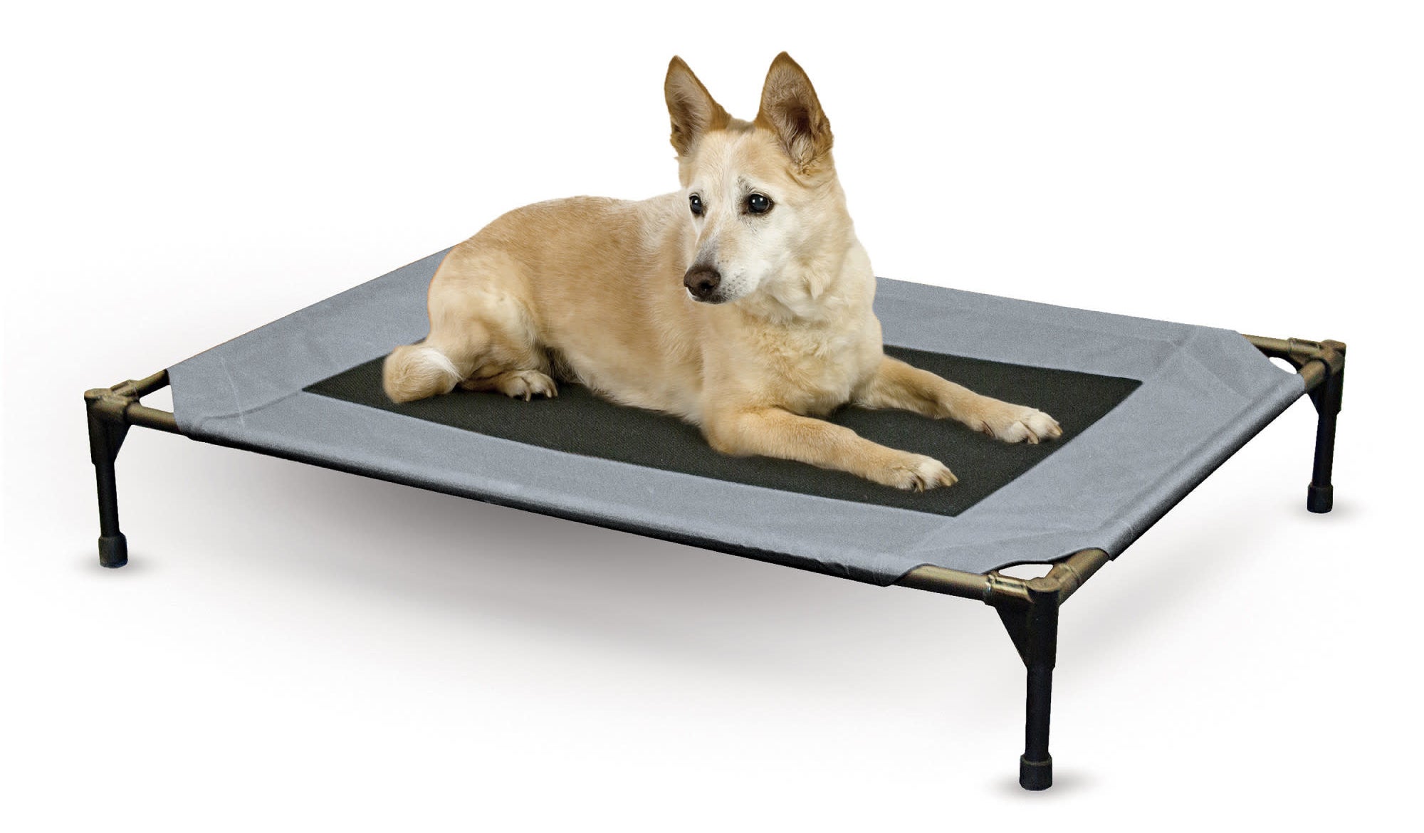 a medium-sized dog on top of the blue and black cot