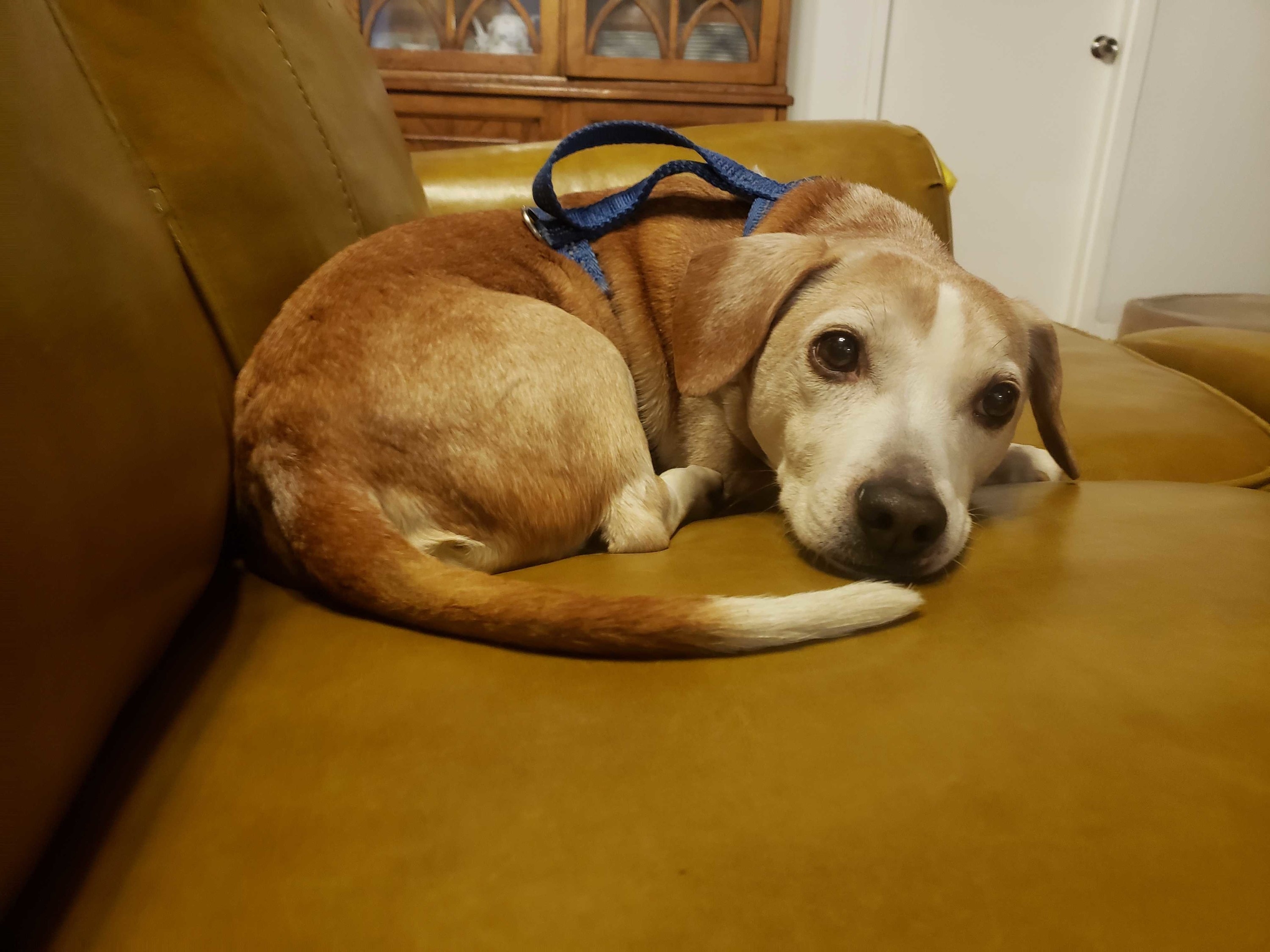 Harvey curled up on the sofa and looking into the camera with eyes full of love