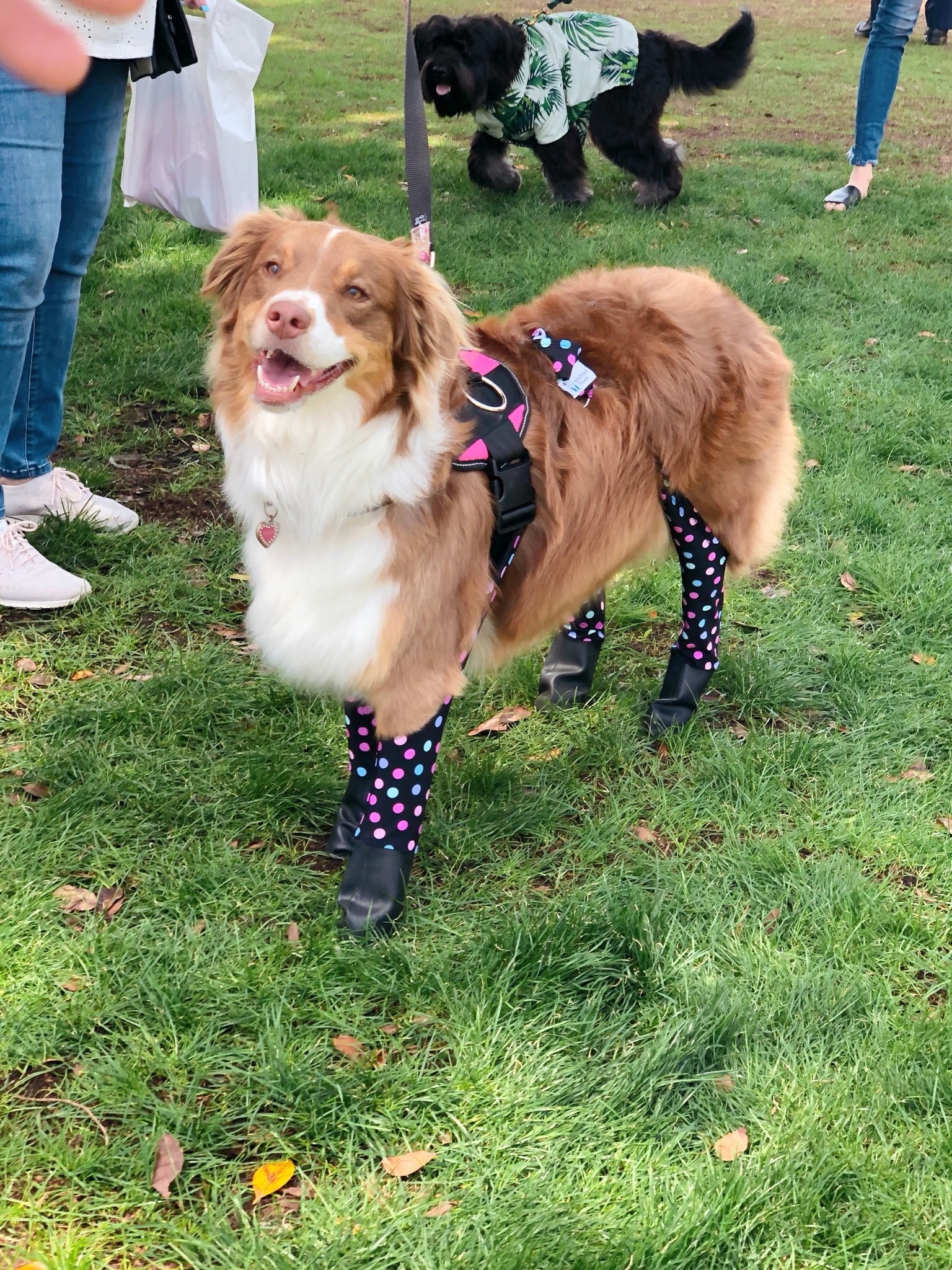 A dog wears the leggings in polka dot