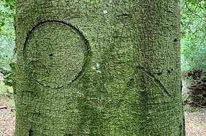 A tree with carvings of a circle and an upward-facing arrow