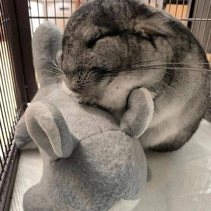 A chinchilla with their Chinni-Buddie