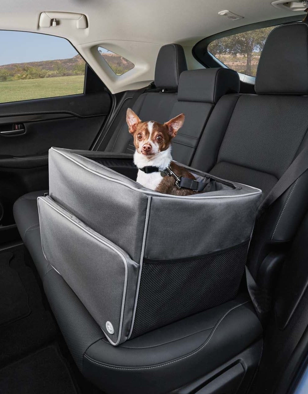 A small dog uses the gray booster seat in the back seat of an SUV