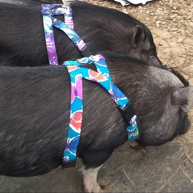 Black mini-pigs wear the harnesses made of blue flannel decorated with butterflies