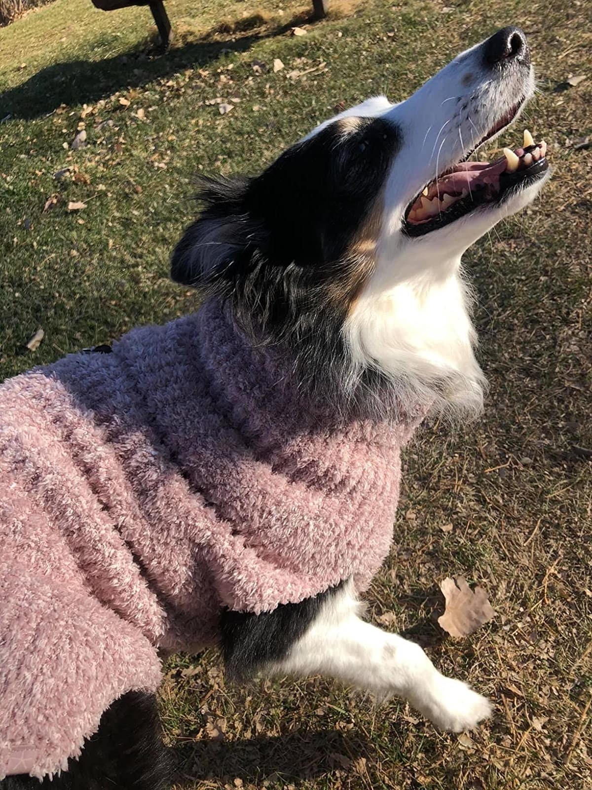A dog enjoys its pink sweater