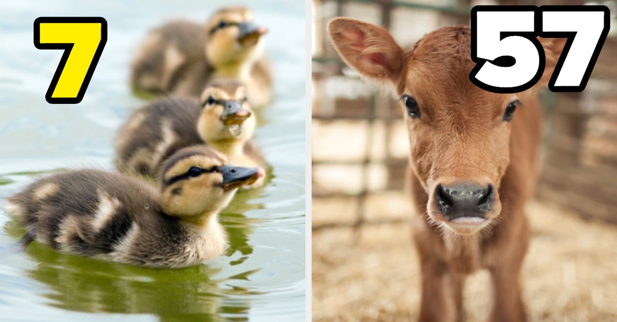 What's Your Mental Age?