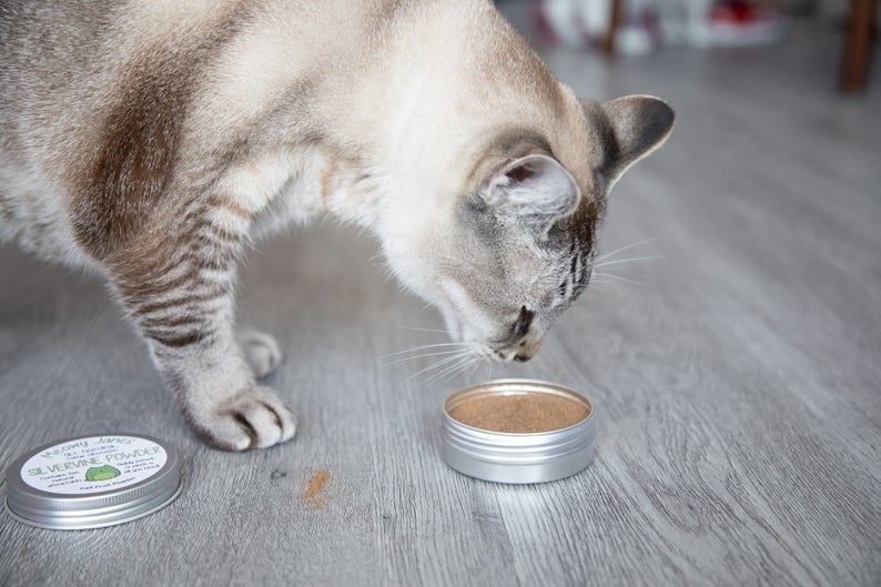 Cat sniffing tin of brown silverine powder