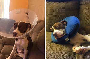 左边：塑料锥体的狗，到右侧：柔软的枕头锥形的狗
