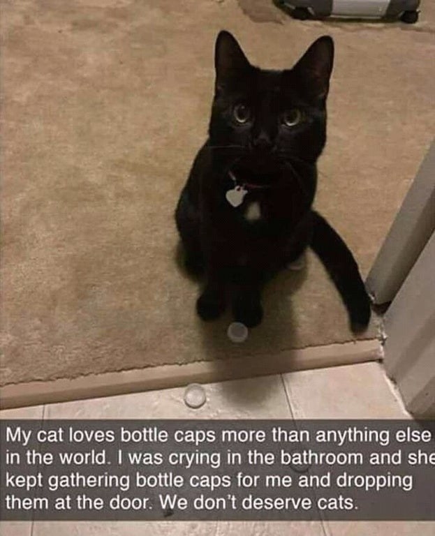 cat collecting bottle caps for sad master