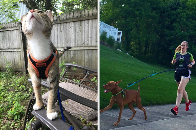 L: Cat wearing an orange harness R: reviewer running with dog leash around their waist