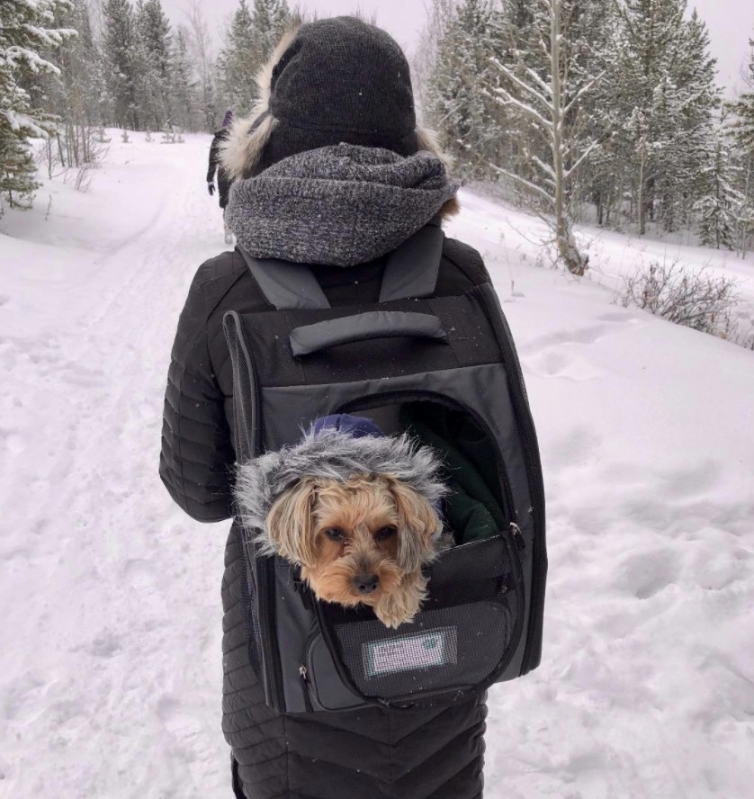 A dog in a backpack
