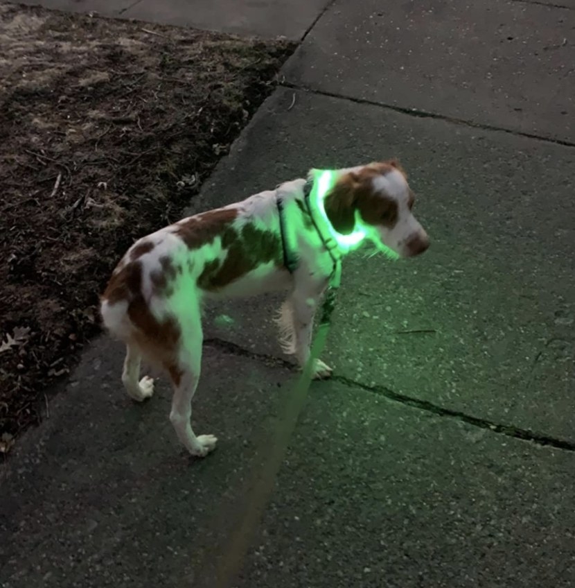 A dog wearing a green LED collar