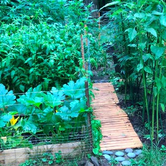 Reviewer's lush green garden with the wooden path beside the planting boxes 