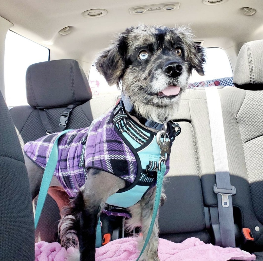 a reviewer&#x27;s dog secured to their seat with a seatbelt strap