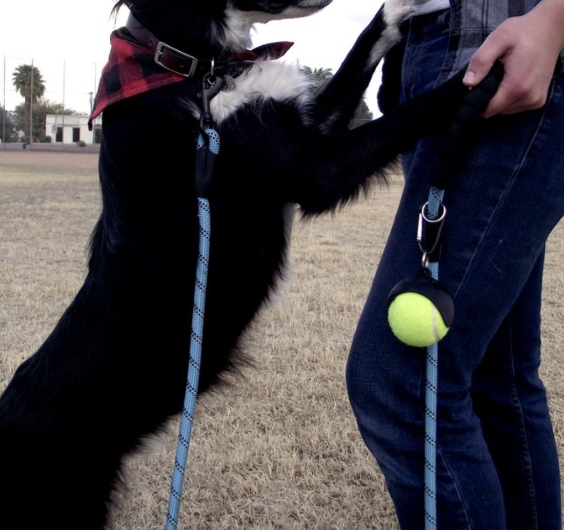 A dog jumping on a person wearing a ball holder on their pants