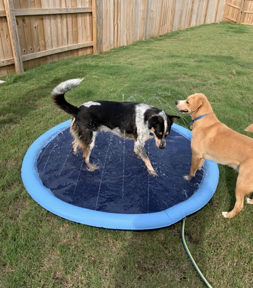 Two dogs playing on a blue splash pad