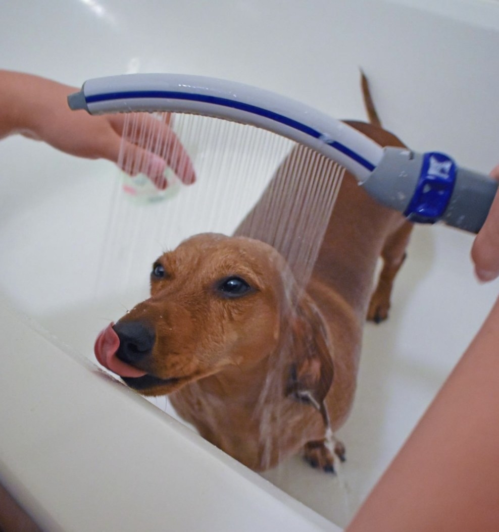 A reviewer&#x27;s dog taking a bath