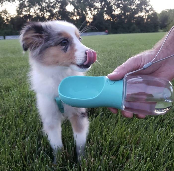 A dog drinking from a portable water bottle