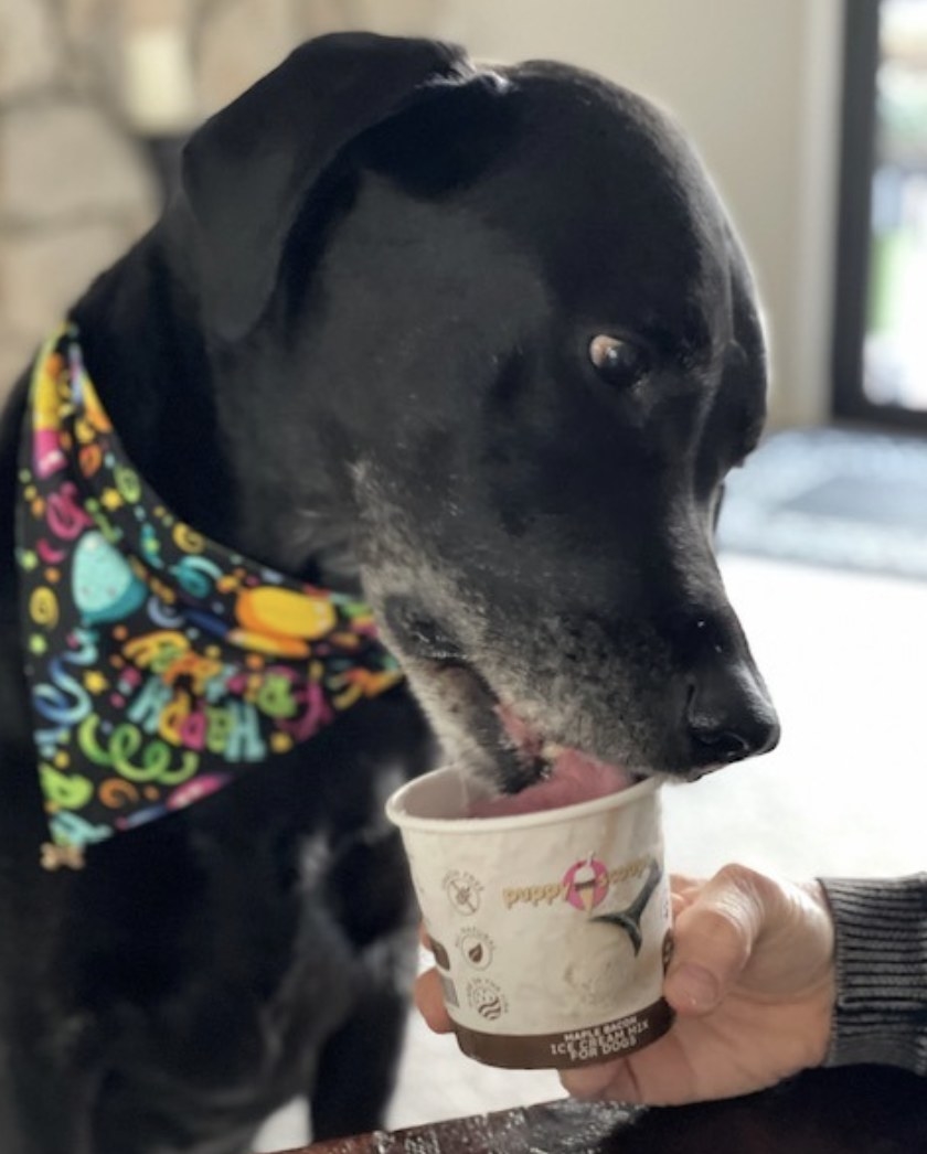 A dog eating ice cream from a carton