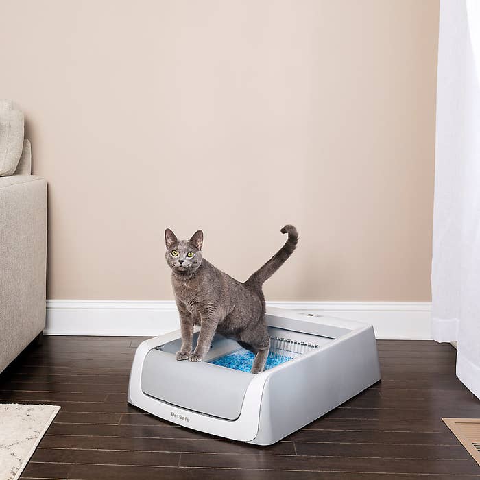 a cat using a self-cleaning litter box