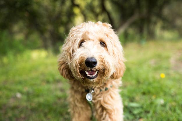 激ムズ プードルと混ぜっている犬種はなん だ