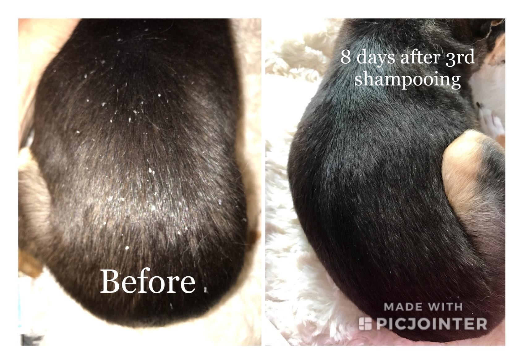 A reviewer photo showing &quot;Before,&quot; with dark fur with heavy dandruff, and &quot;After,&quot; the same fur, post-shampoo, with no dandruff