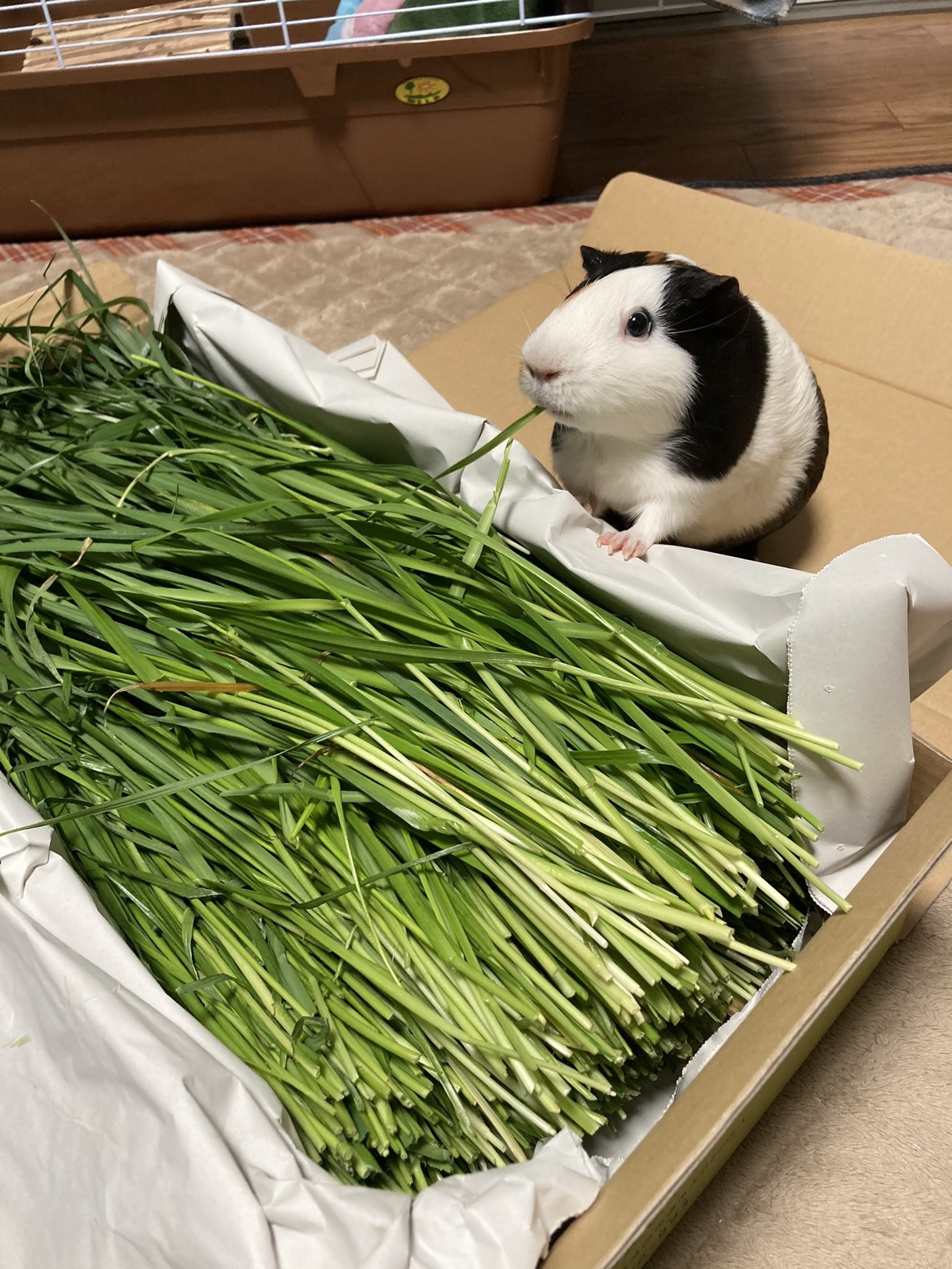 脱力感がすごい 大暴れの爪切りの後 へそ天でおやつを食べる姿が面白すぎた