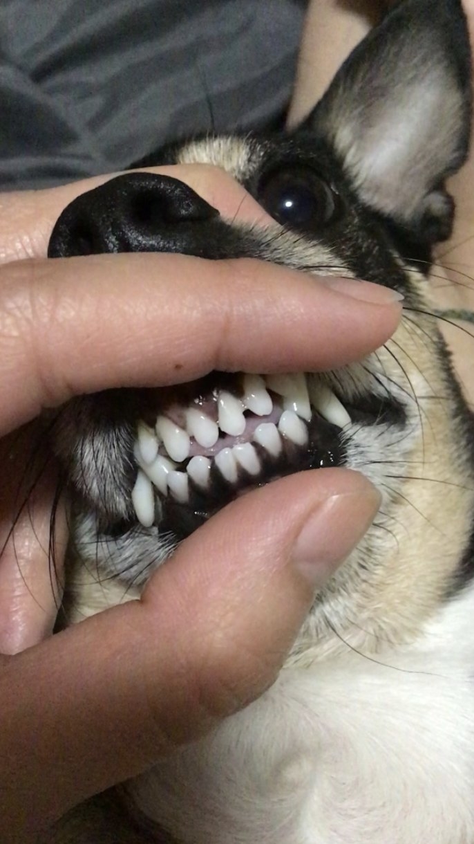 a dog with very white and clean front teeth