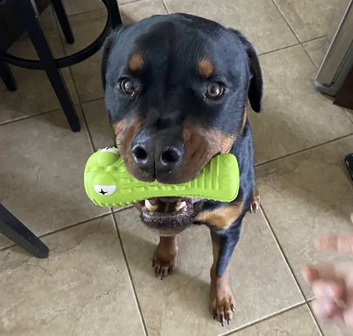 a dog with a green chew toy in its mouth