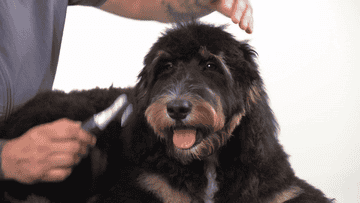 Gif of person gently brushing their senior dog