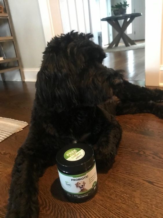 Reviewer&#x27;s dog sitting with the supplements